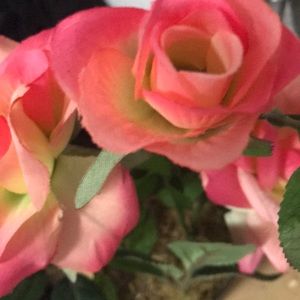 Meet your Posher, Joy